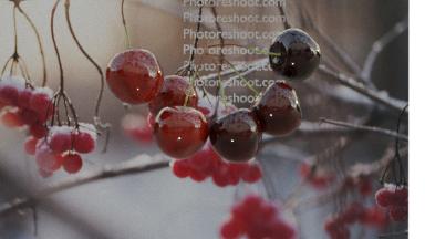 Red cherries hanging on stems on a frosty day